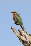 White-fronted Bee-eater (Merops bullockoides)