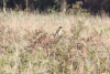 African Stonechat (Saxicola torquatus)