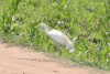 Bubulcus ibis