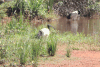 African Sacred Ibis (Threskiornis aethiopicus)