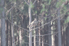 Common Buzzard (Buteo buteo)