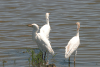 Bubulcus ibis