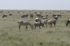 tanzania_serengeti.html