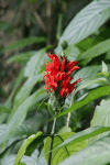 Cardinals Guard (Pachystachys coccinea)