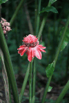 Etlingera elatior