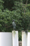 Egretta caerulea