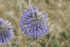 Globe Thistle (Echinops sp.)