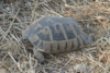 Greek Tortoise (Testudo graeca)