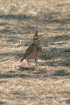 Crested Lark (Galerida cristata)