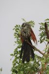 White-browed Coucal (Centropus superciliosus)