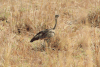 Black-bellied Bustard (Lissotis melanogaster)