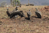 Lappet-faced Vulture (Torgos tracheliotos)