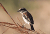 Red-tailed Shrike (Lanius phoenicuroides)