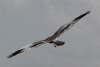 Montagu's Harrier (Circus pygargus)