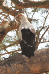 Palm-nut Vulture (Gypohierax angolensis)