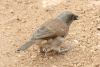 Northern Grey-headed Sparrow (Passer griseus)