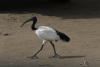 African Sacred Ibis (Threskiornis aethiopicus)