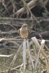 Passerine (Passeriformes fam.)