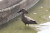 Common Hamerkop (Scopus umbretta umbretta)