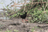 Black Crake (Zapornia flavirostra)