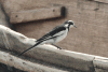 Panafrican Pied Wagtail (Motacilla aguimp vidua)