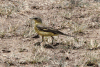 Grey-headed Wagtail (Motacilla flava thunbergi)