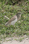 Squacco Heron (Ardeola ralloides)