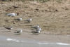 White-winged Tern (Chlidonias leucopterus)