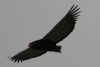 Bateleur Eagle (Terathopius ecaudatus)