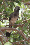 Eastern Plantain-eater (Crinifer zonurus)