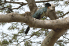 Great Blue Turaco (Corythaeola cristata)