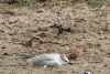 Gull-billed Tern (Gelochelidon nilotica)