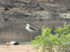 Black-winged Stilt (Himantopus himantopus)