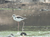 Black-winged Stilt (Himantopus himantopus)