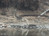 Garganey Duck (Spatula querquedula)