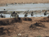 Black-winged Stilt (Himantopus himantopus)