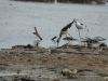 Black-winged Stilt (Himantopus himantopus)