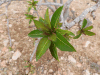 Close-up Leaves Jatropha Unicostata