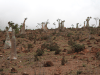 Socotra Desert Roses