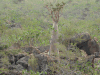 Socotra Desert Rose (Adenium obesum socotranum)