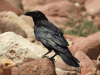 Fan-tailed Raven (Corvus rhipidurus)