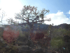 Socotra Star Chestnut (Sterculia africana socotrana)