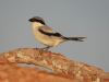 Socotra Grey Shrike (Lanius excubitor uncinatus)