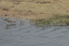 Common Sandpiper (Actitis hypoleucos)