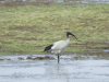 African Sacred Ibis (Threskiornis aethiopicus)