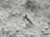 Forster's Brown Booby (Sula leucogaster plotus)