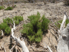 Glaucous Glasswort (Arthrocaulon macrostachyum)