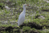 Bubulcus ibis